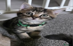 Mixed Breed cats for sale: Gorgeous 2 Girls and 3 boys For sale - Image 30