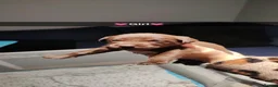 Labrador Retriever dogs for sale: Beautiful first litter of ten Labrador puppies  in Redcar - Advert 10