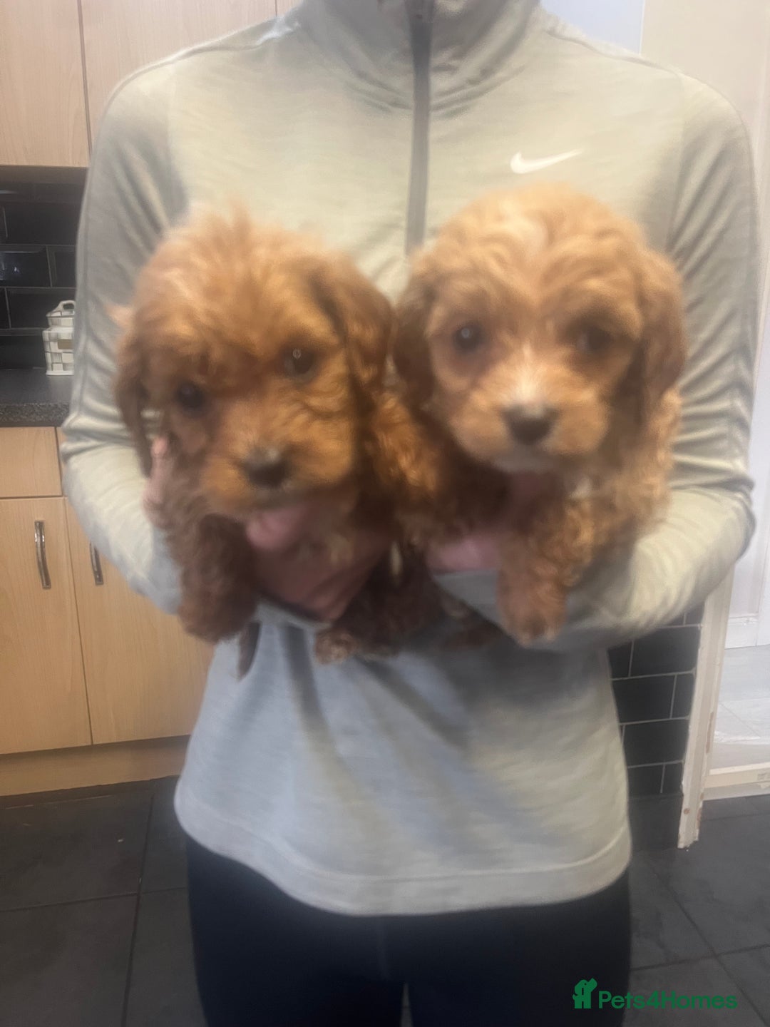Cavapoo dogs for sale: Beautiful litter cavapoos - Advert 4