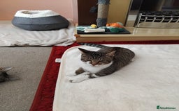 Mixed Breed cats for sale: Lovely bengal x boy for sale. in Plymouth - Image 2