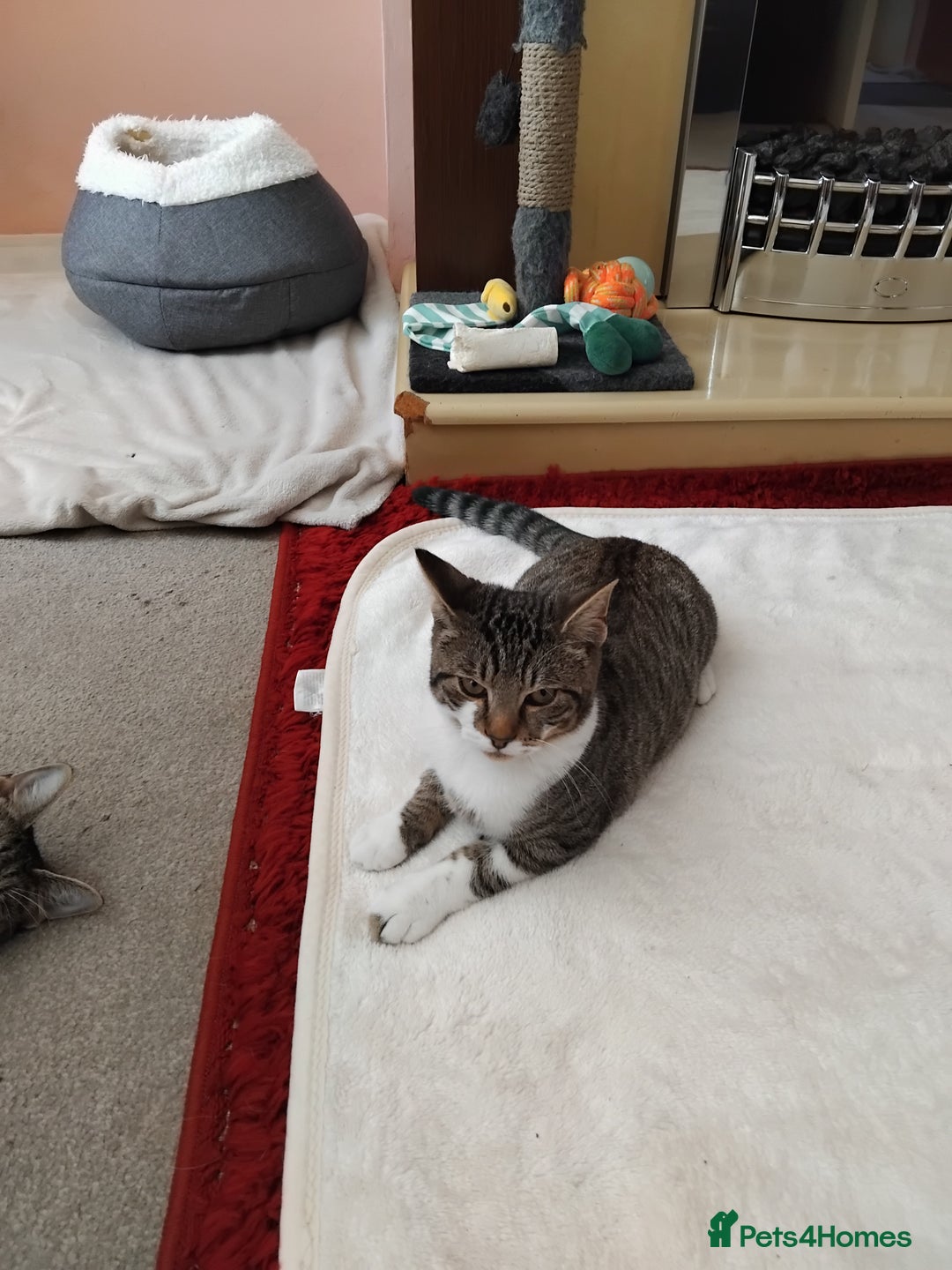 Mixed Breed cats for sale: Lovely bengal x boy for sale. in Plymouth - Image 2