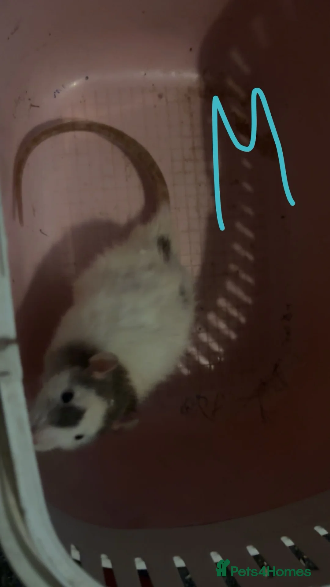 Rat rodents for sale: Baby rats ready to leave now - Advert 2