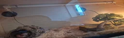 Corn Snake reptiles for sale: Chase our Corn snake - Advert 7