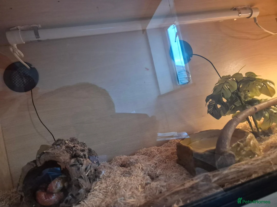Corn Snake reptiles for sale: Chase our Corn snake - Advert 7