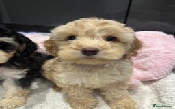 Cockapoo dogs for sale: Beautiful F1 Cockapoo puppies  - Image 22