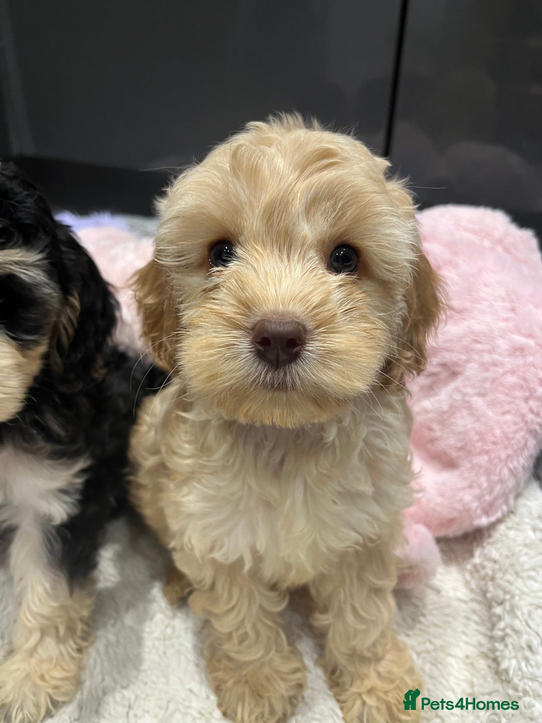 Cockapoo dogs for sale: Beautiful F1 Cockapoo puppies  - Image 22
