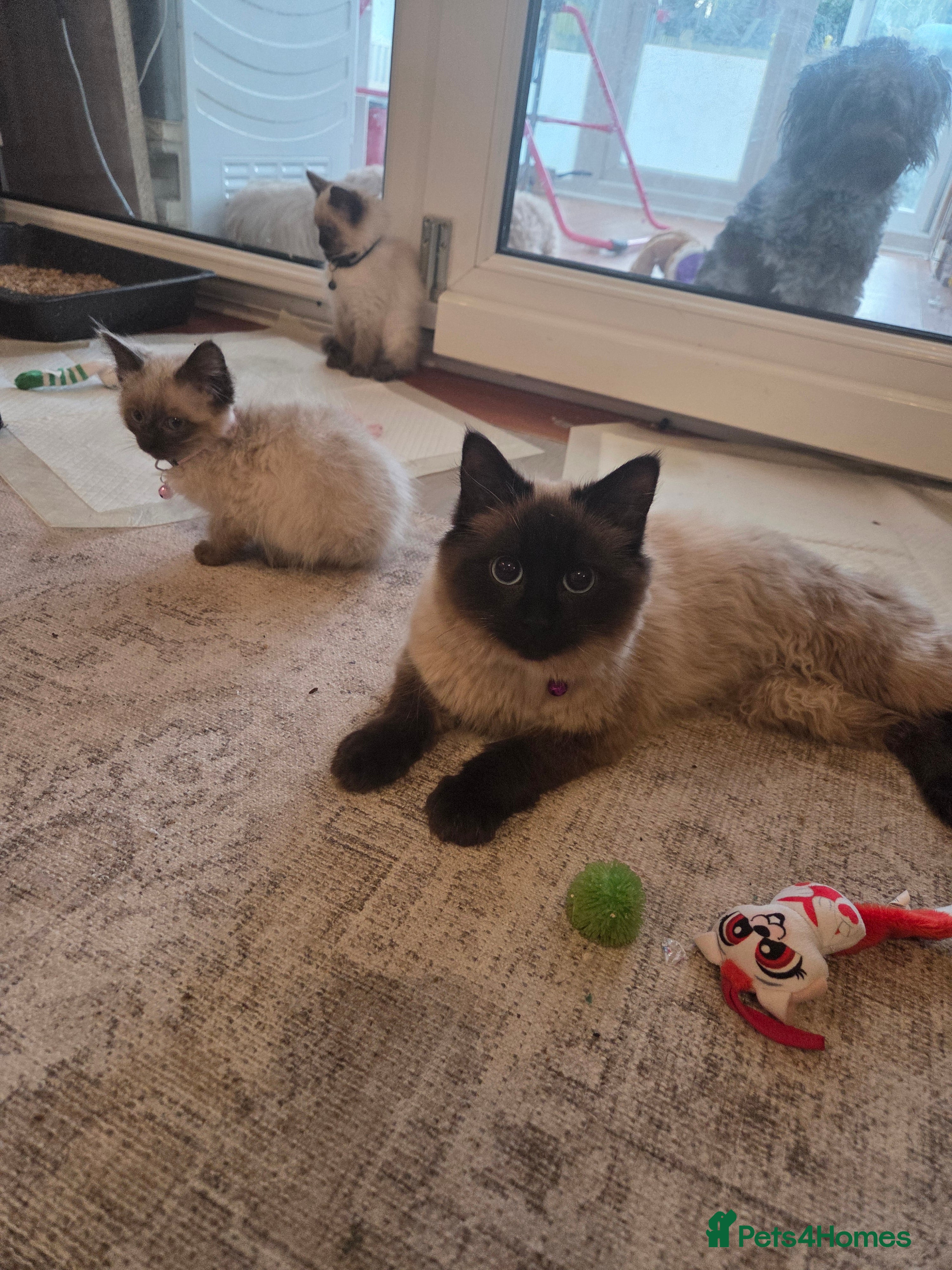 Ragdoll cats Ragdoll babies - Advert 4