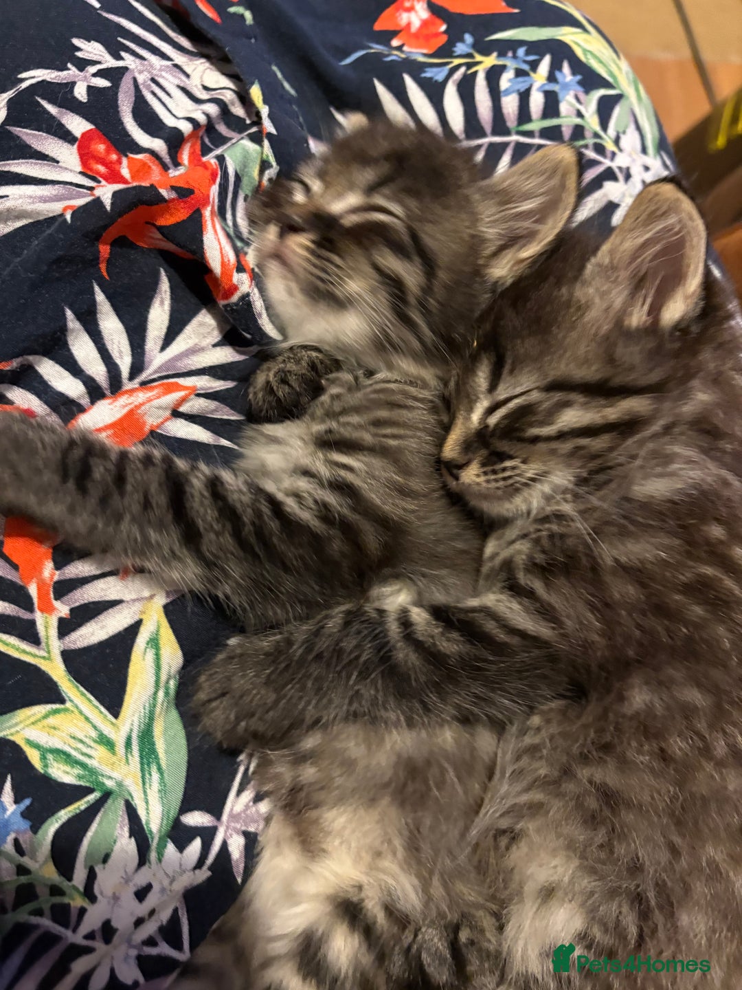 Siberian cats for sale: Beautiful mixed Siberian kittens - Image 6