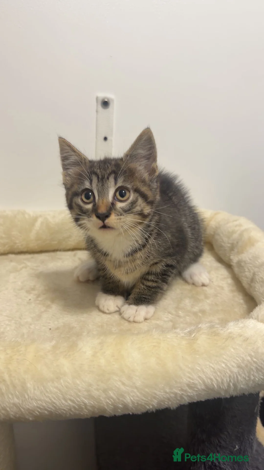 Mixed Breed cats for sale: Last remaining Kitten from litter - Tabby Boy - Advert 3