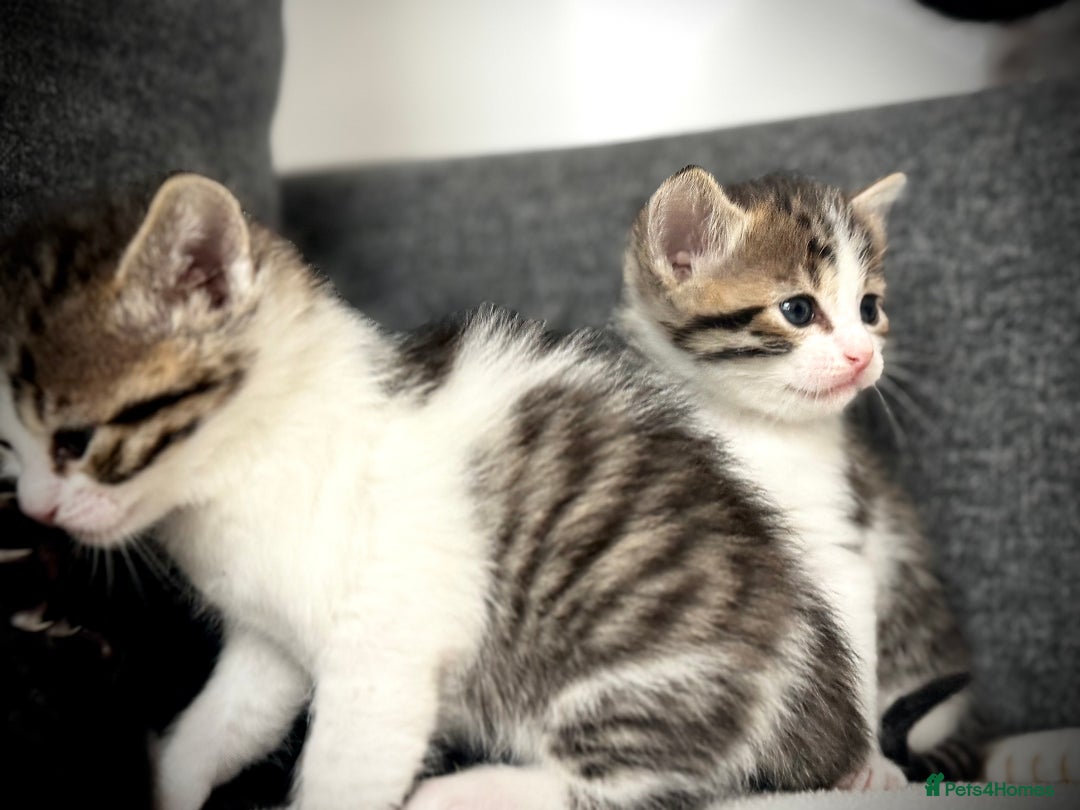 Mixed Breed cats for sale: 🌟 Exquisite Ragdoll × Bengal Kittens 🌟 - Advert 12