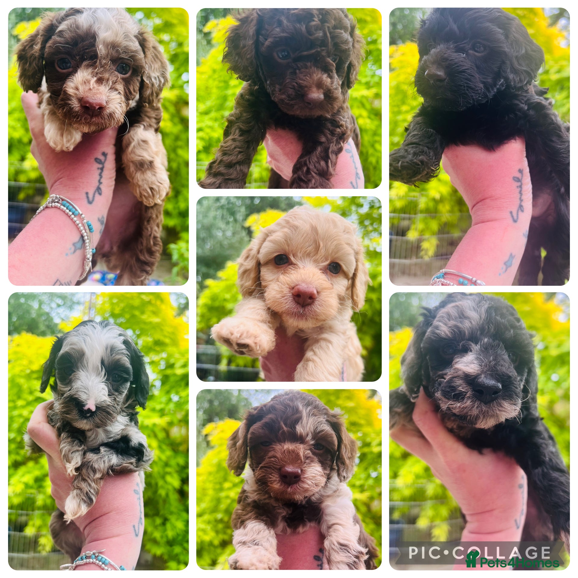 Cavapoo dogs Gorgeous f1b cavapoo puppies - Advert 11