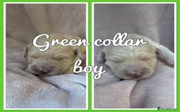 Mini Goldendoodle dogs for sale: Stunning F1 Mini Goldendoodles  - Image 8
