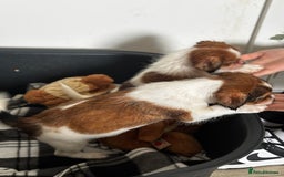 Mixed Breed dogs for sale: Jack Tzu puppies - Image 6