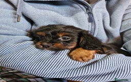 Cavalier King Charles Spaniel dogs for sale: KC Cavalier King Charles ÐNA tested parents  - Image 25