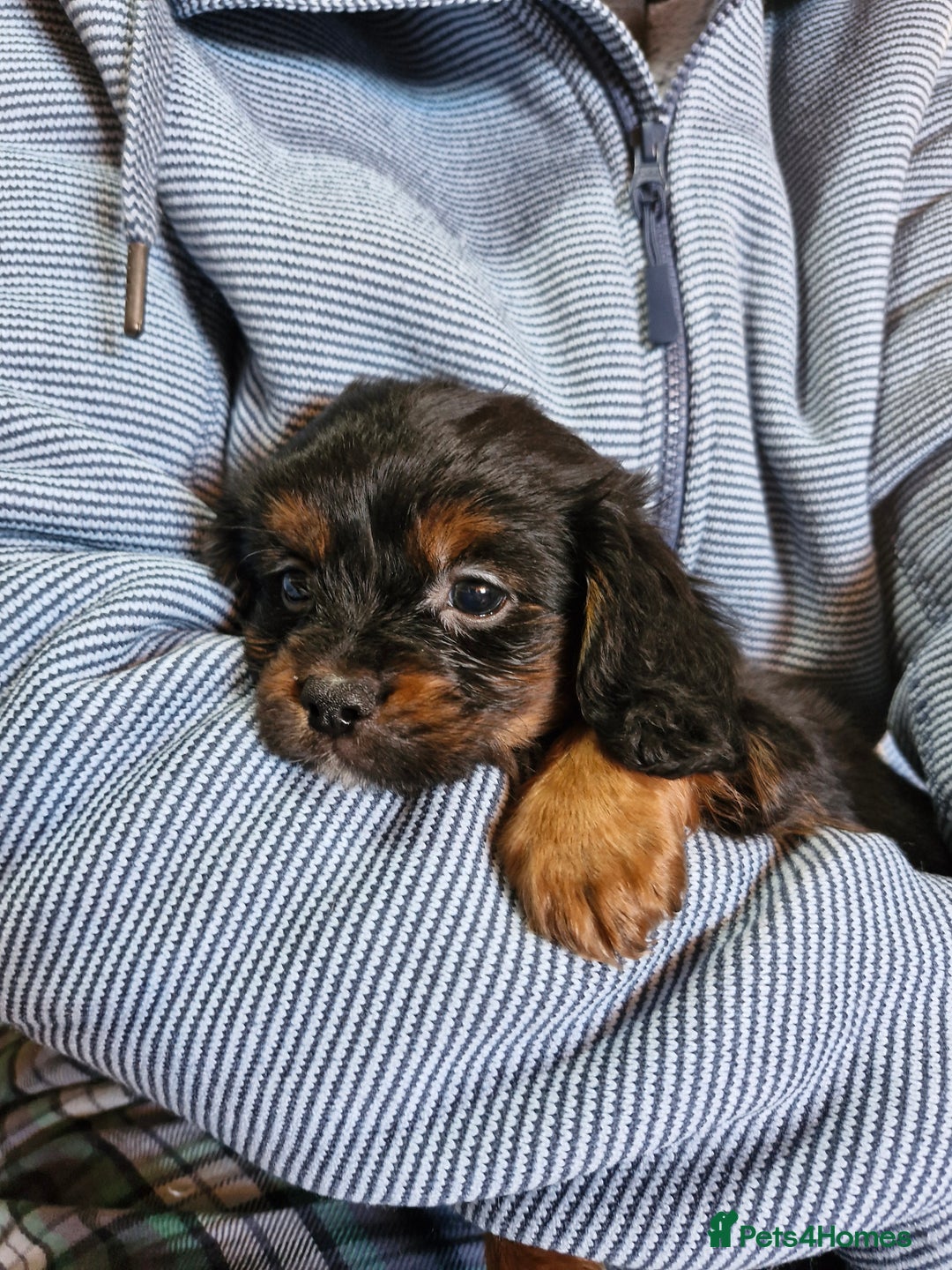 Cavalier King Charles Spaniel dogs for sale: KC Cavalier King Charles ÐNA tested parents  - Image 25