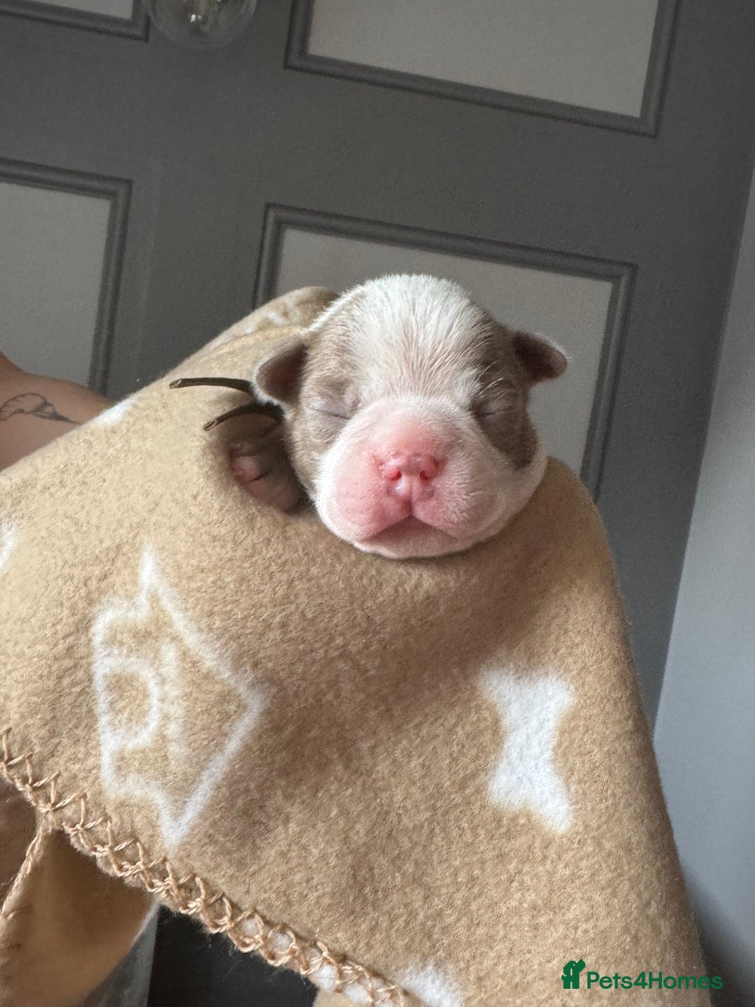 Boston Terrier dogs for sale: Stunning rainbow litter born 5/8/35 - Image 17