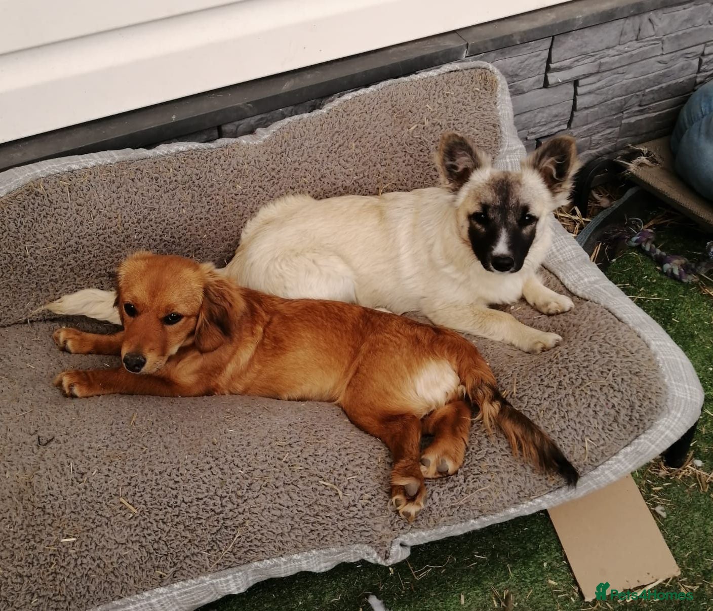 Mixed Breed dogs ❤️CANDY & ESMERALDA❤️ Double Love, Double Joy - Advert 1