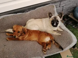 Mixed Breed dogs ❤️CANDY & ESMERALDA❤️ Double Love, Double Joy - Advert 1