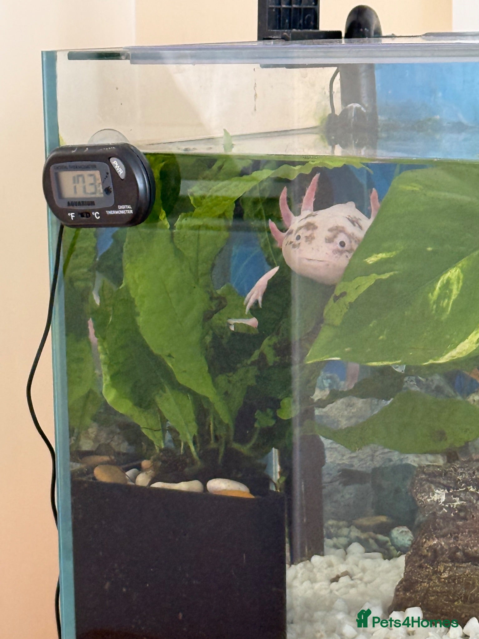Axolotl reptiles Axolotl for rehoming  - Advert 3