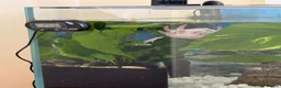 Axolotl reptiles for sale: Axolotl for rehoming  in Paignton - Advert 1