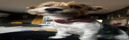 Yorkshire Terrier dogs for adoption: 🐾🍪COOKIE – a Charming Little Y.T. Gentleman 🍪🐾 - Advert 5
