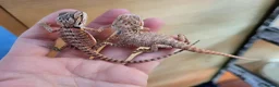 Bearded Dragon reptiles for sale: 75% red monster bearded dragon - Advert 2