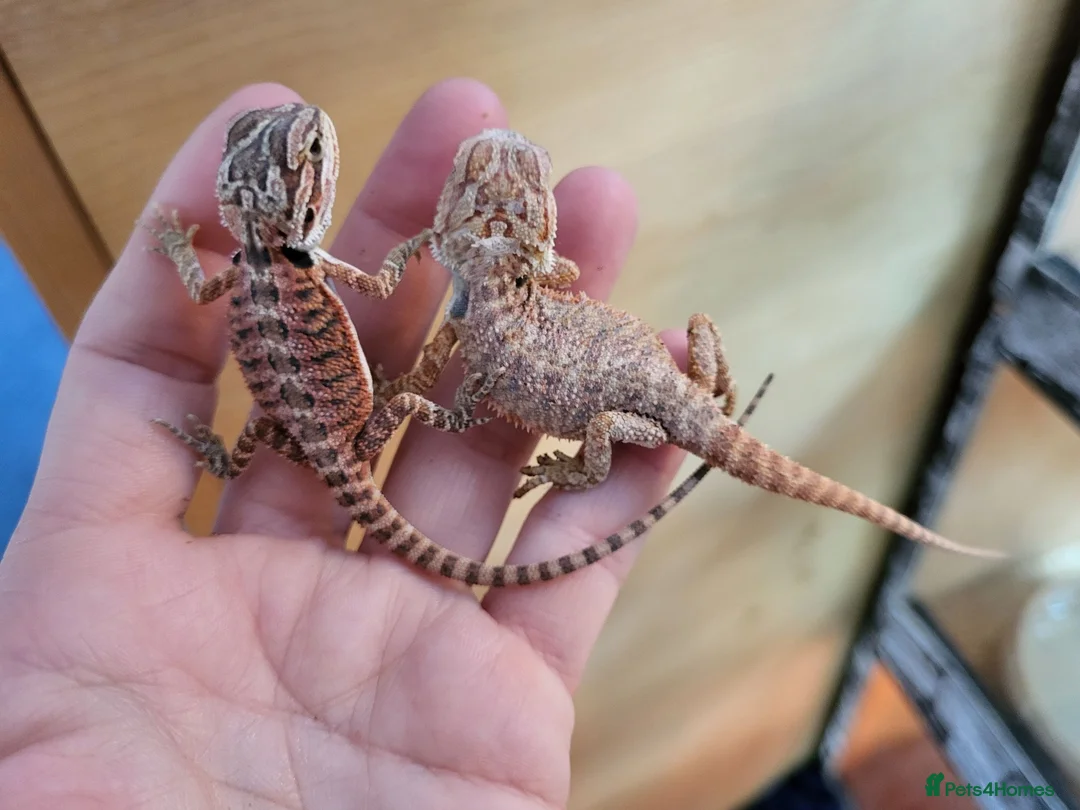 Bearded Dragon reptiles for sale: 75% red monster bearded dragon - Advert 2