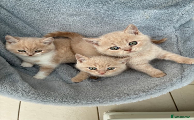 British Shorthair cats - Advert 13