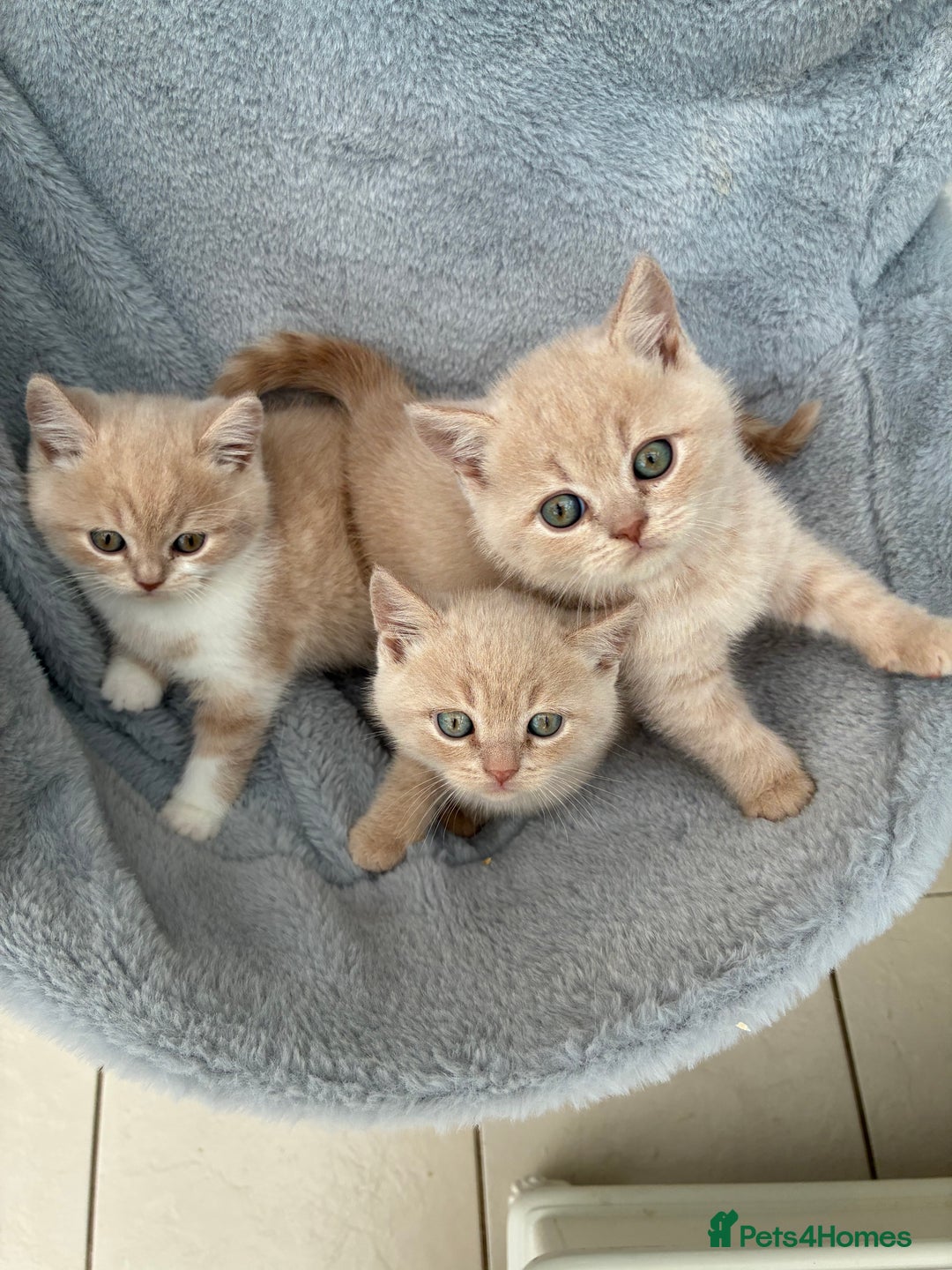 British Shorthair cats for sale: 3 LEFT - TICA BRITISH SHORTHAIRED KITTENS - Image 2