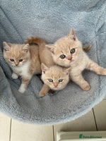 British Shorthair cats - Advert 4