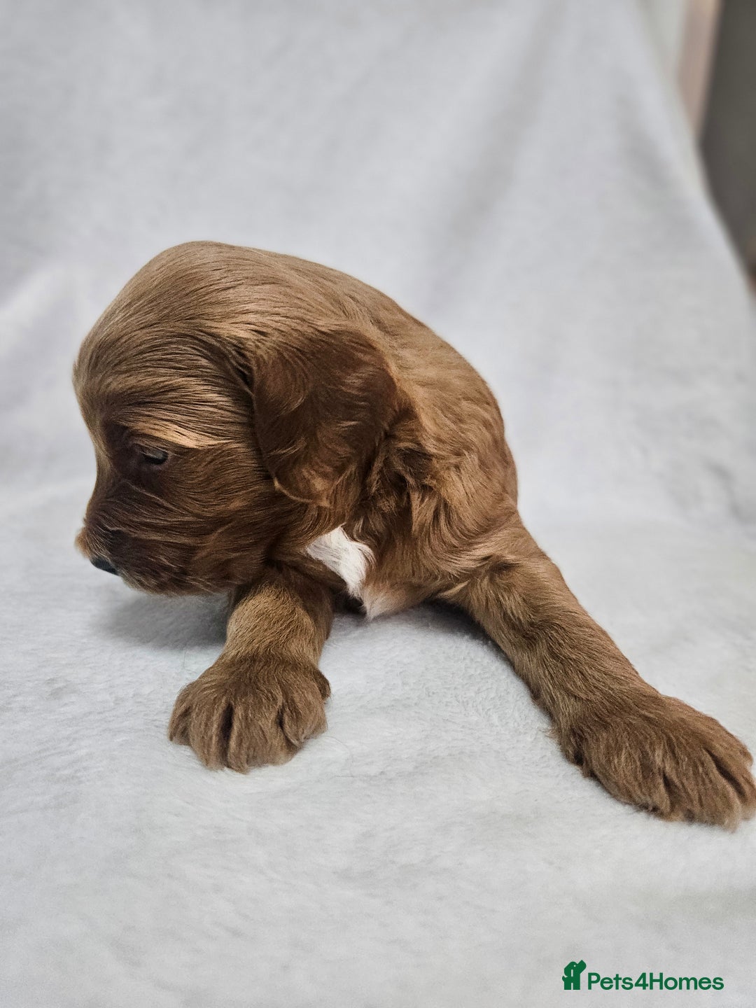 Australian Labradoodle dogs for sale: Australian Labradoodle Hybrid Puppies - Advert 10