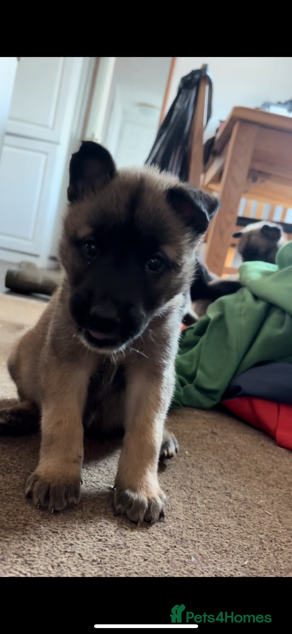 Belgian Shepherd Dog dogs Last boy and girl - Advert 15