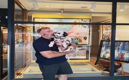 Dalmatian dogs for sale: Dalelladoo Dalmatians - Champion bred puppies   in Ellesmere Port - Image 5
