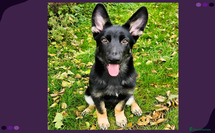 German Shepherd dogs - Advert 15