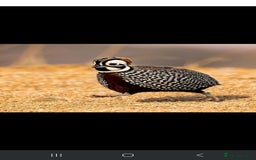 Quail poultry for sale: Mearns Quail Fertile Hatching Eggs - Image 1
