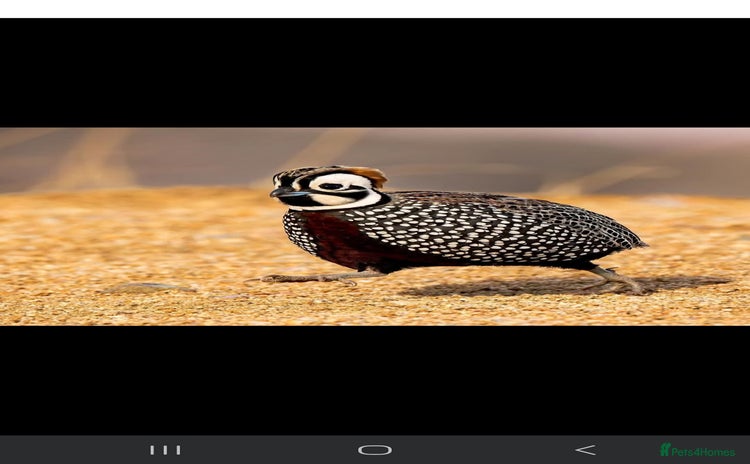 Quail poultry - Advert 1