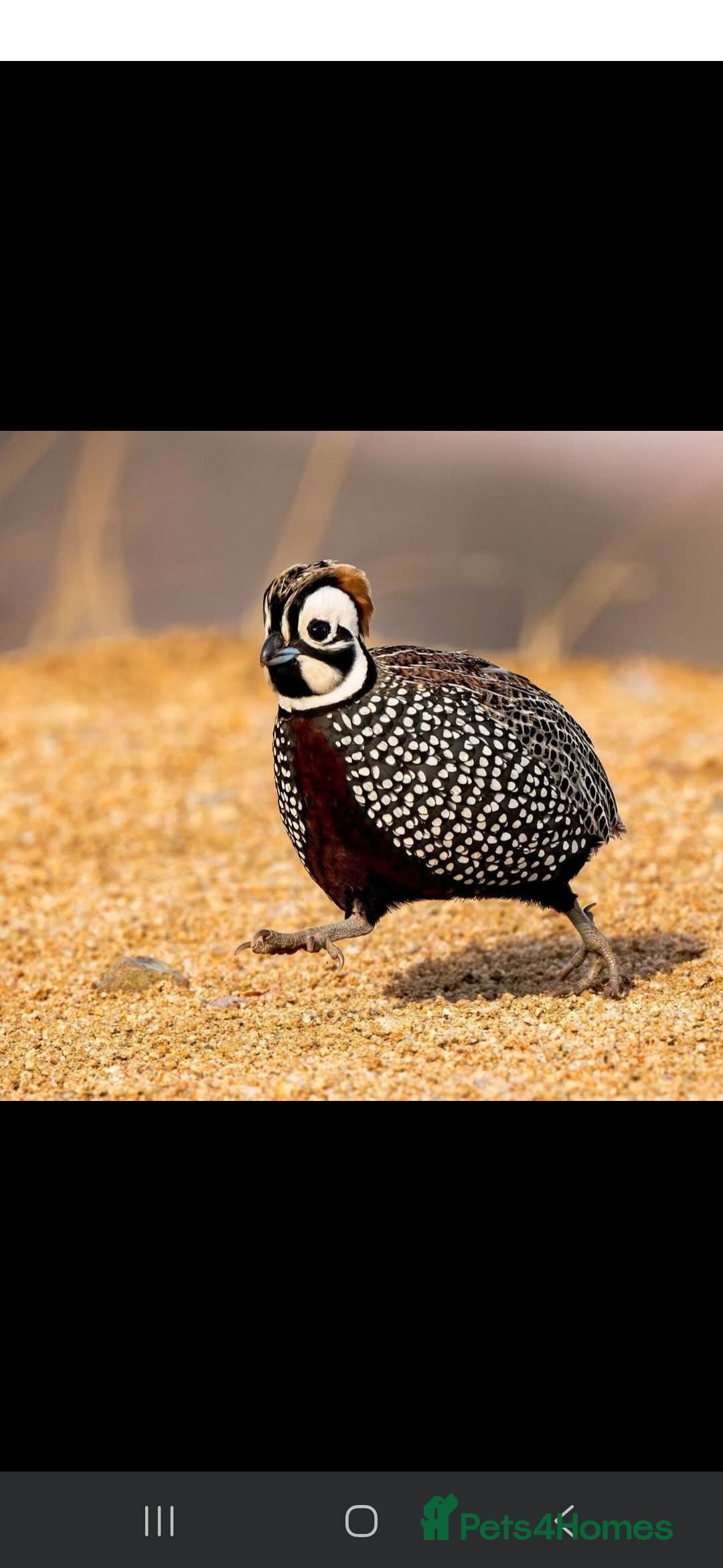 Quail poultry for sale: Mearns Quail Fertile Hatching Eggs - Image 1