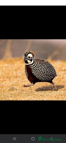 Quail poultry - Advert 13