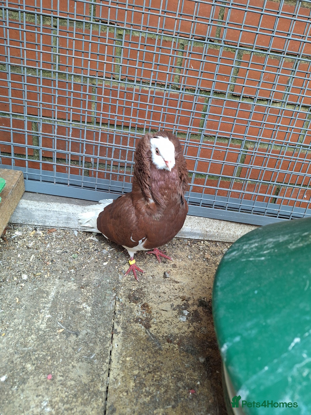 Pigeons birds for sale: 7 Pigeons for sale - Image 6