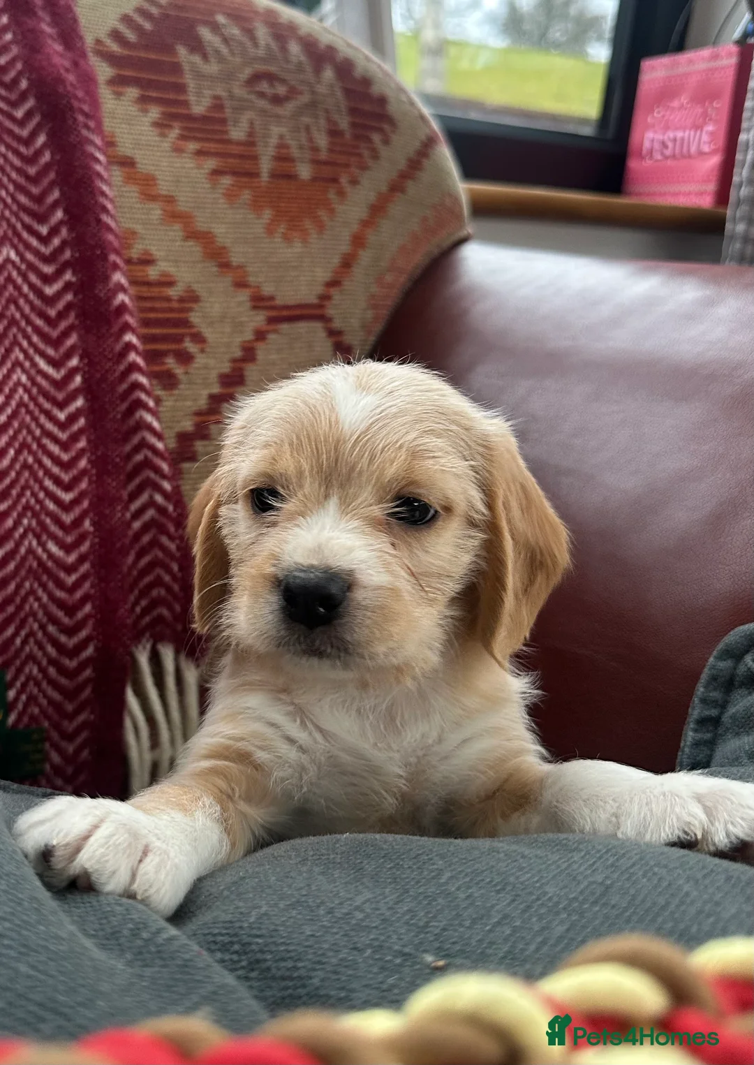 Mixed Breed dogs for sale: 🐾 Absolutely adorable Beagle x Cavapoo 🐾  - Advert 15