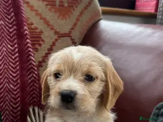 Mixed Breed dogs 🐾 Absolutely adorable Beagle x Cavapoo 🐾 - Advert 4
