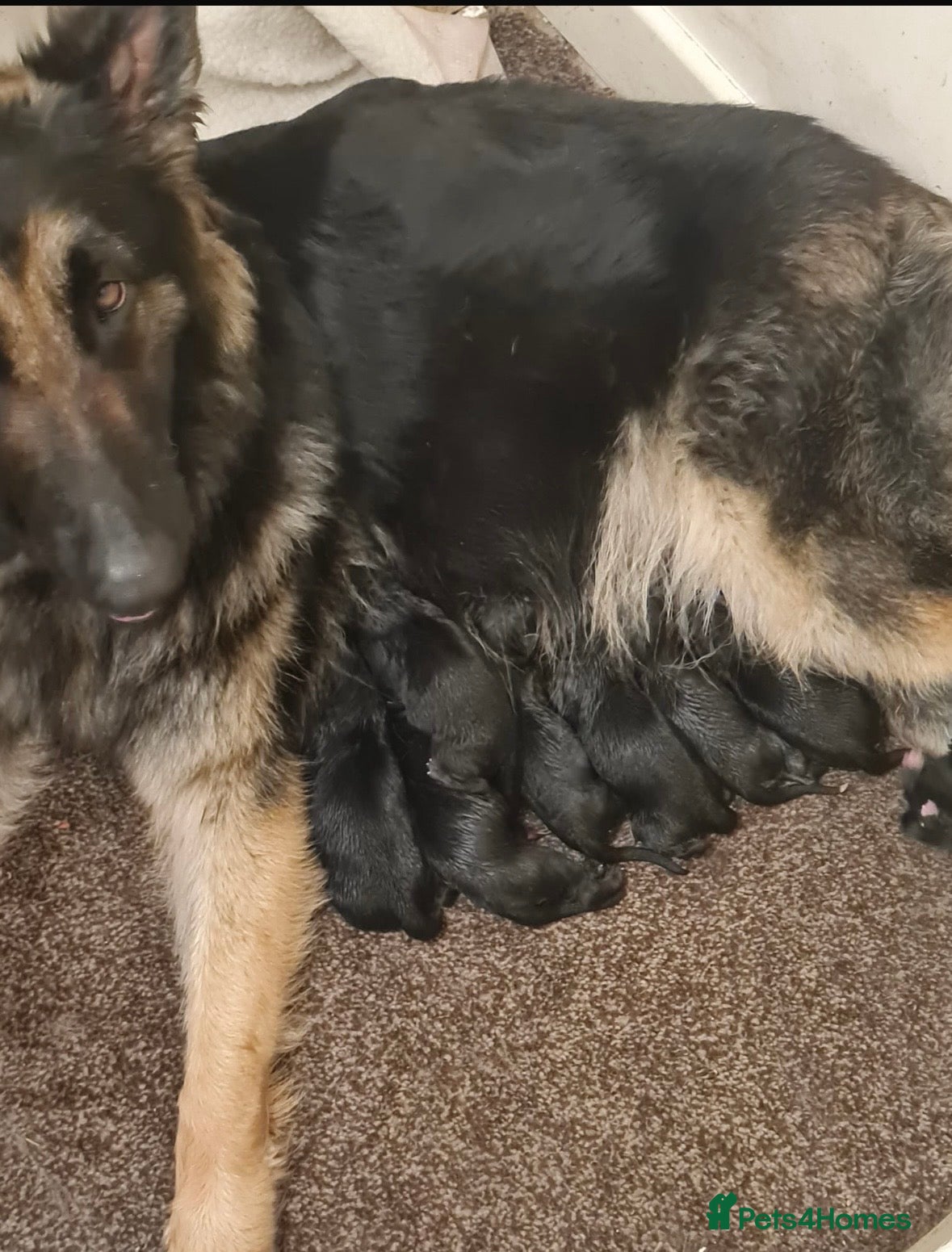 German Shepherd dogs BEAUTIFUL GERMAN SHEPHERD PUPPIES AVAILABLE  - Advert 1
