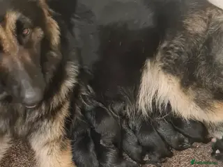 German Shepherd dogs >LAST MALE< GERMAN SHEPHERD PUPPIES AVAILABLE - Advert 8