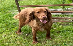 Cocker Spaniel dogs for sale: KC registered health tested adult bitch  - Image 1
