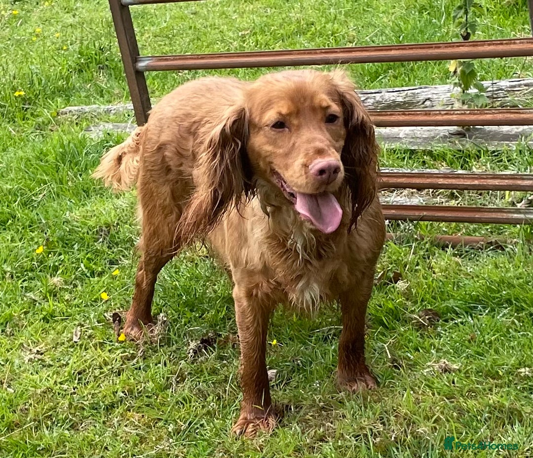 Cocker Spaniel dogs for sale: KC registered health tested adult bitch  - Image 1