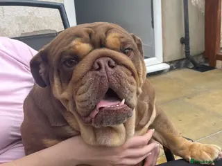 English Bulldog dogs English bulldog female - Advert 10