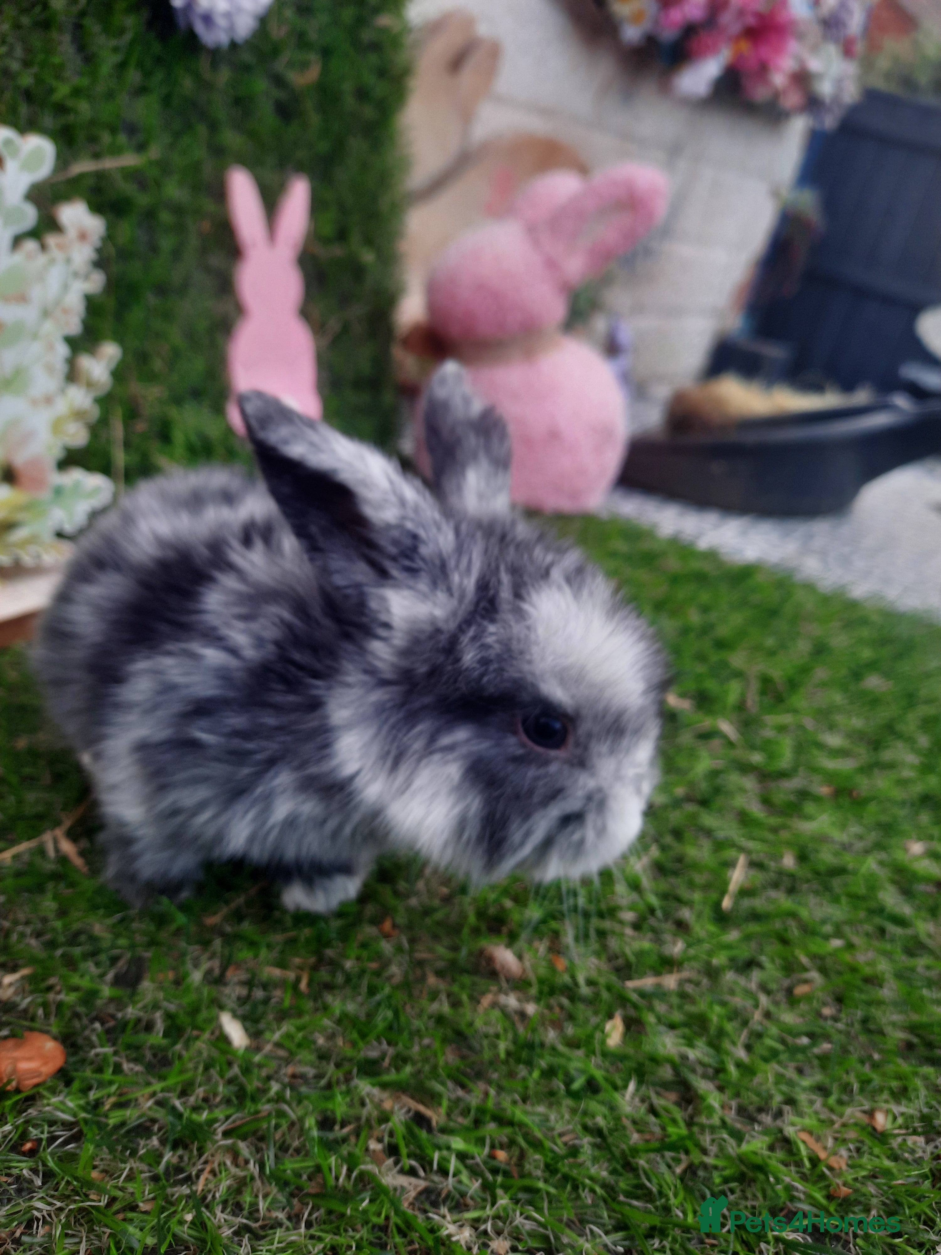 Mini Lop rabbits Mini lop babies  - Advert 12