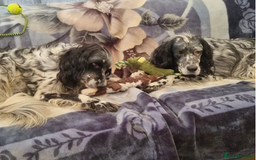 English Setter dogs for adoption: Evo   - Image 2