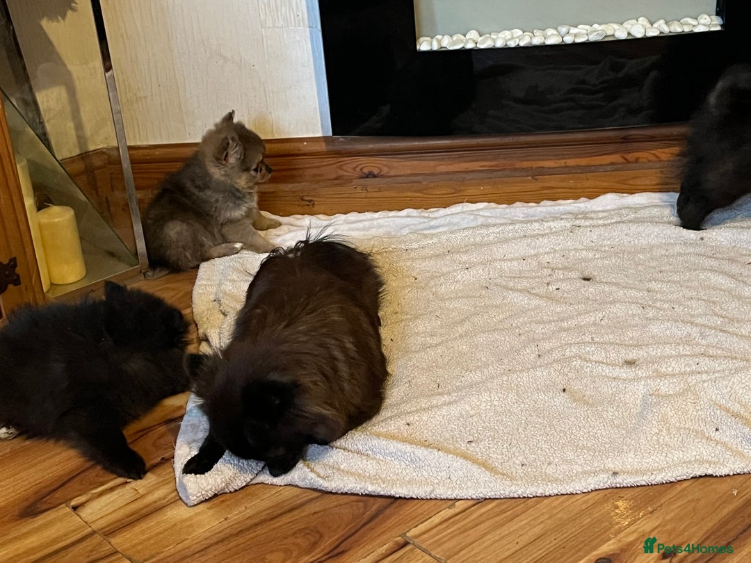 Pomeranian dogs for sale: 3 Pomeranian puppies  - Advert 8