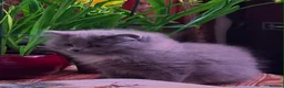 British Longhair cats for sale: Stunning British Longhair Kittens  - Advert 5